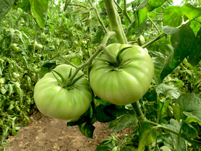 CrystalTomato